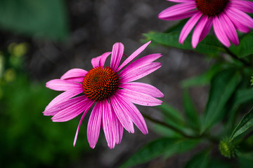 echinacea flower blossom in the spring