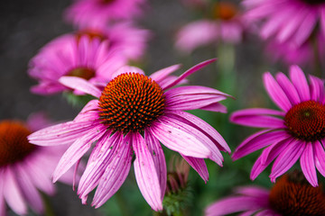 echinacea flower blossom in the spring