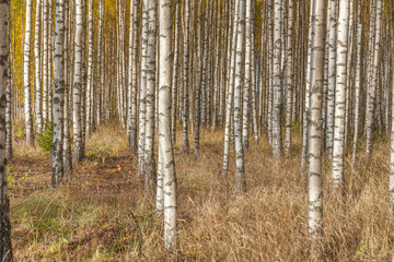 Obraz premium Birch trees with fresh green leaves in autumn. Sweden, selective focus