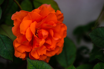 Blooming rose bush