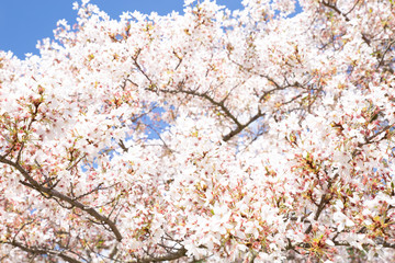 cherry tree blossom, sakura flowers, pink spring seasonal floral background