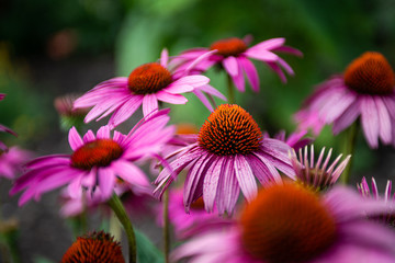 echinacea flower blossom in the spring