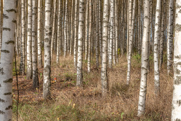 Naklejka premium Birch trees with fresh green leaves in autumn. Sweden, selective focus