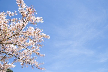 cherry tree blossom, sakura flowers, pink spring seasonal floral background