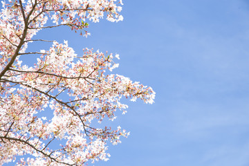 cherry tree blossom, sakura flowers, pink spring seasonal floral background