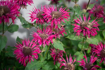 pink flowers in the garden