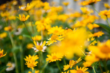 flower bed of yellow daisy flowers
