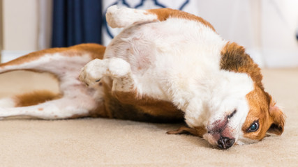 A Beagle mix hound rolls on the carpet after his bath. (Close up)