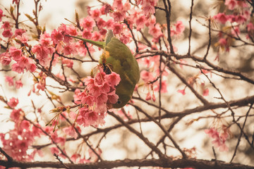 bird on a branch of pink cherry blossom flowers