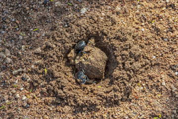 dung beetles