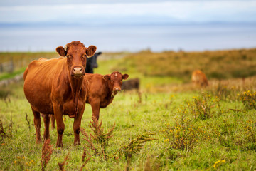 cows in Ireland, lanscape