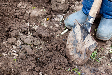 Fototapeta premium gardener is digging in garden. soil is preparing for planting in spring. Gardening. Planting vegetables in spring. concept of local agriculture