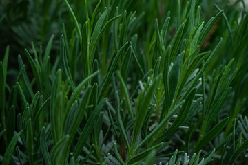 Close up of Lavandula plant in a garden