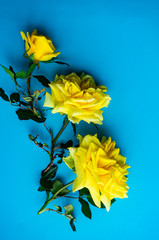Yellow roses on blue background