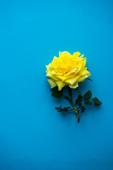 Yellow roses on blue background