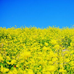 Obraz premium 菜の花