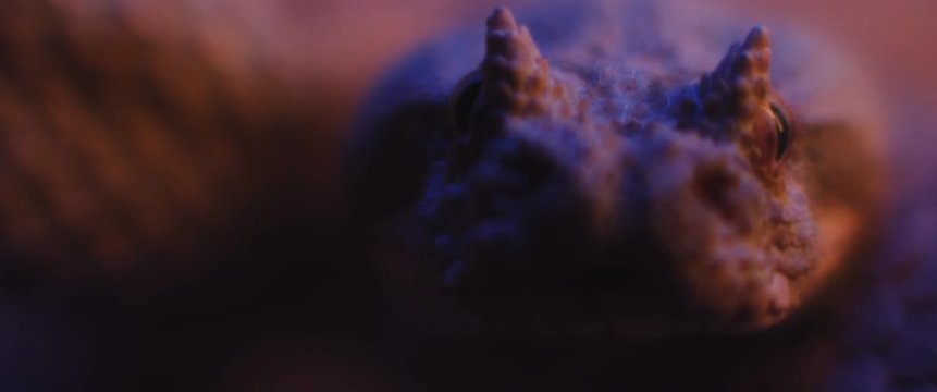 Horned viper snake lying under ultraviolet light, taking out its tongue while looking at the camera. CLOSE UP, SHALLOW DEPTH OF FIELD, SLOW MOTION, BMPCC 4K.