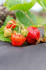 Strawberry bushes with ripe berries are planted on agrofibre.