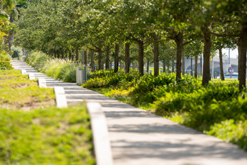 Pedestrian pathway in the park plush green landscape