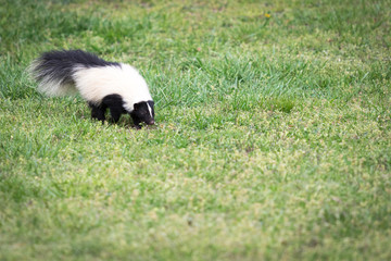 Naklejka premium A curious skunk walks through a yard in Southwest Virginia and smells the grass. Skunks are known for their ability to spray a fowl smelling liquid as their defense mechanism. 