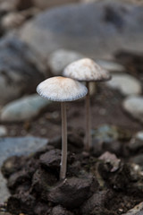 Hallucinogenic fungus
