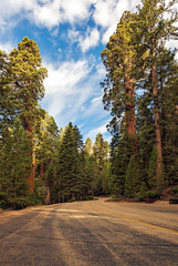 Obraz premium Gigantic Sequoia trees in Sequoia National Park, California USA