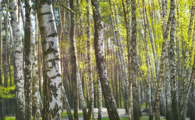 Birch grove in spring time. Spring nature background. 