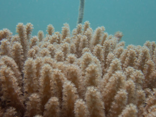 Naklejka na ściany i meble Coral close-up