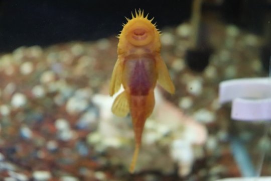 Ancistrus albino