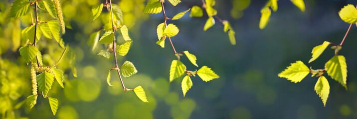 Birch branches bursting forth in spring. Spring nature background.