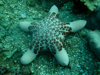 Granular sea star
