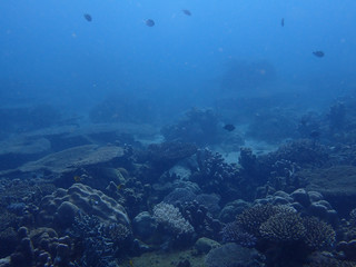 Fototapeta premium Coral reef 