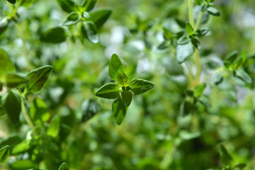 Culinary thyme, macro with selective focus