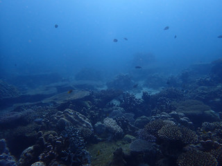 Fototapeta na wymiar Dusty coral reef