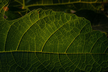 green leaf texture