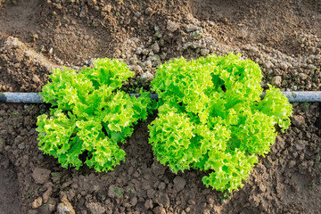 Growing lettuce in a greenhouse with drip irrigation.