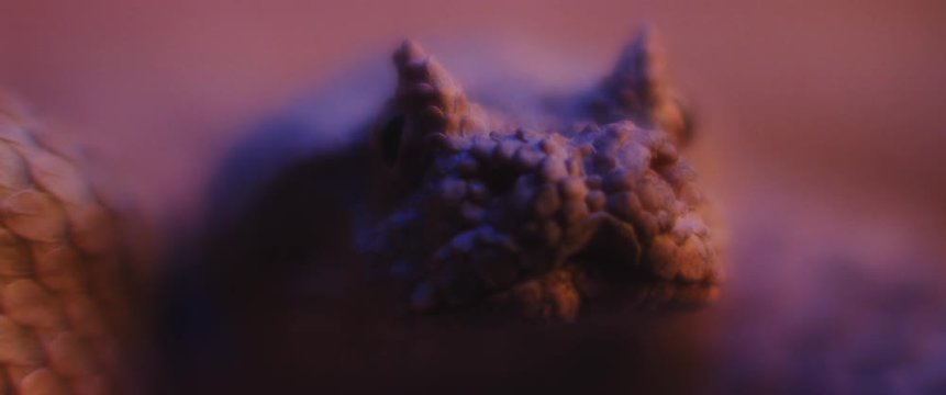 Horned viper snake lying under ultraviolet light, taking out its tongue while looking at the camera. CLOSE UP, SHALLOW DEPTH OF FIELD, SLOW MOTION, BMPCC 4K.