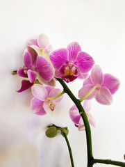 
pink orchid flowers on a white background