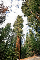 Fototapeta premium View at Gigantic Sequoia trees in Sequoia National Park, California USA 