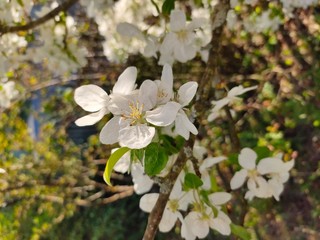 apple tree blossom