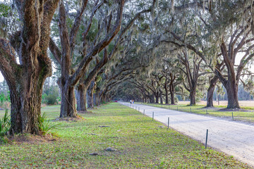 The avenue sheltered by live oaks and Spanish moss in Wormsloe Historic Site in Savannah, Georgia, USA. Wormsloe Historic Site, informally known as Wormsloe Plantation, is a state historic site.