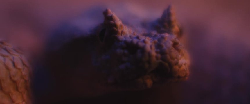 Horned viper snake lying under ultraviolet light, taking out its tongue while looking at the camera. CLOSE UP, SHALLOW DEPTH OF FIELD, SLOW MOTION, BMPCC 4K.