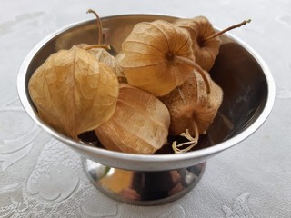 Physalis