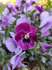 purple flowers in a garden