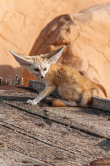 A close view of a desert fox / fennec fox in the Sahara desert, Tunisia