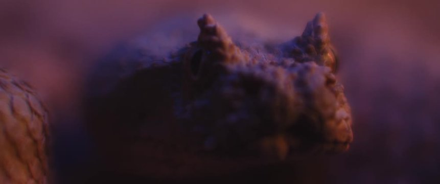 Horned viper snake lying under ultraviolet light while looking at the camera. CLOSE UP, SHALLOW DEPTH OF FIELD, SLOW MOTION, BMPCC 4K.