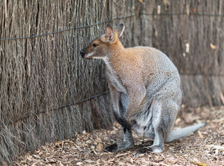 Close view of a kangaroo in Australia