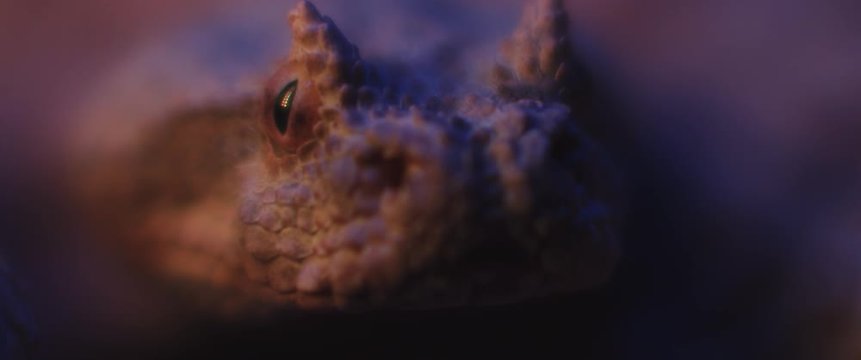 Horned viper snake lying under ultraviolet light, taking out its tongue while looking at the camera. CLOSE UP, SHALLOW DEPTH OF FIELD, SLOW MOTION, BMPCC 4K.
