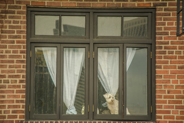 dog in a window in the old house