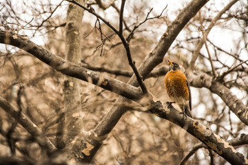A bird in a Mahnattan´s tree